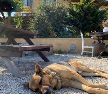 Kirklareli Hotel | Dessera Vineyards Hotel