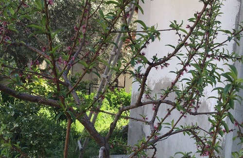 Dikili Villa | HAFTALIK GÜNLÜK KİRALIK YAZLIK