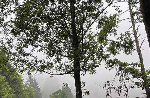 Ayder Cabin | sizi farklı bir jeodezik mimariyle doğanın içinde bırakıyoruz