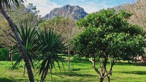 Sarsu Mahallesi Resort | Welt Bungalows Belenbaşı