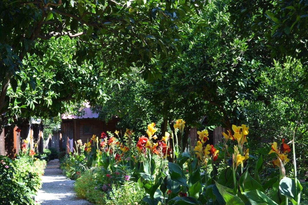 Olympos Cabin | Olympos Doga Pansiyon