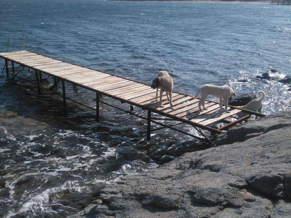 Photo of Others in Ayvacik