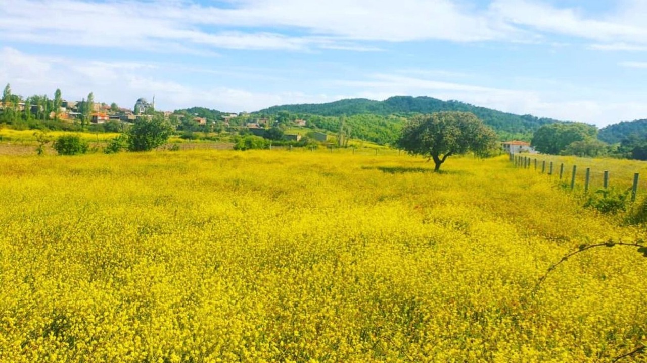 Photo of Others in Ayvacik