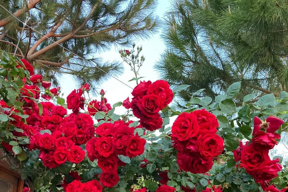 Photo of Outdoor in Bademli