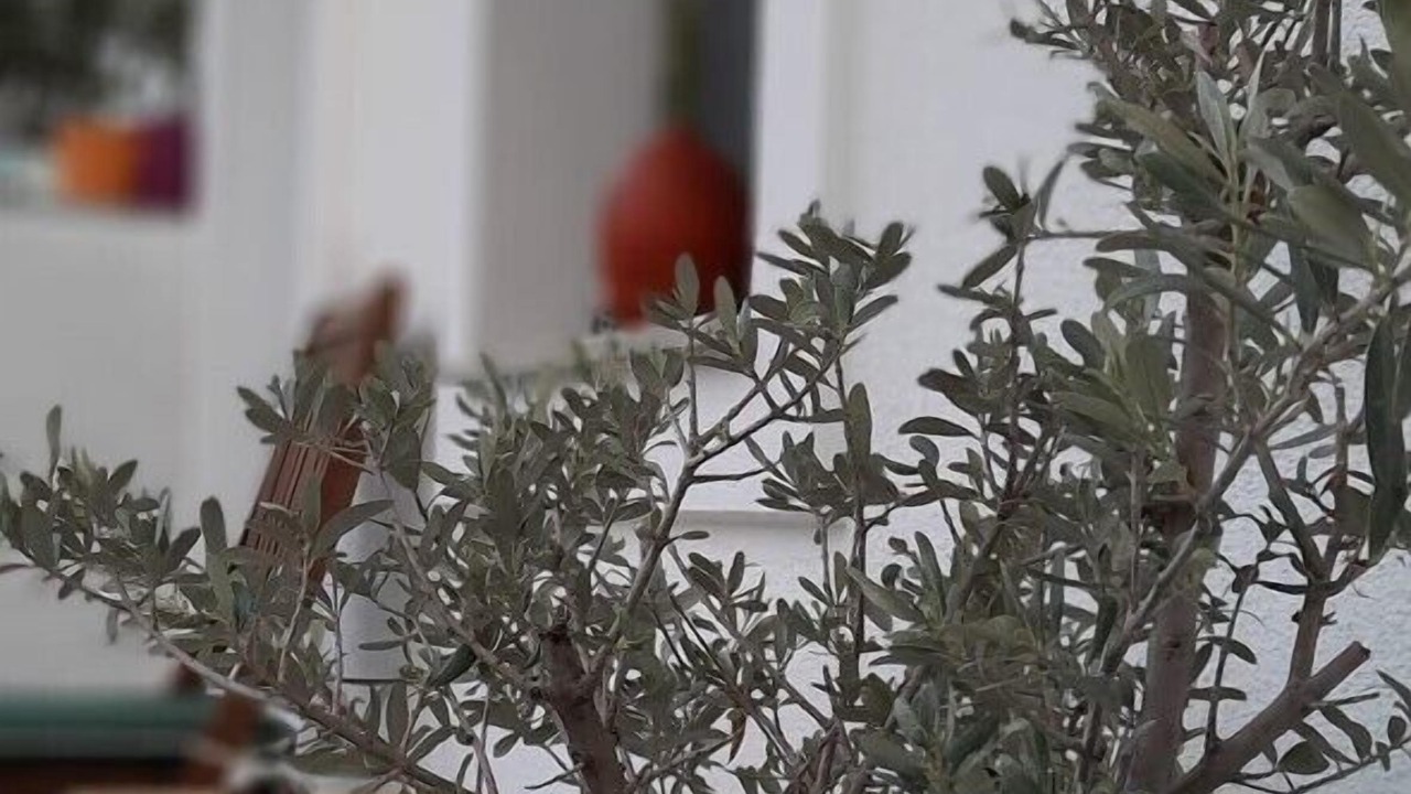Photo of Others in Bodrum City Center