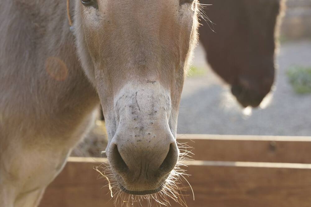 Photo of Others in Mentese
