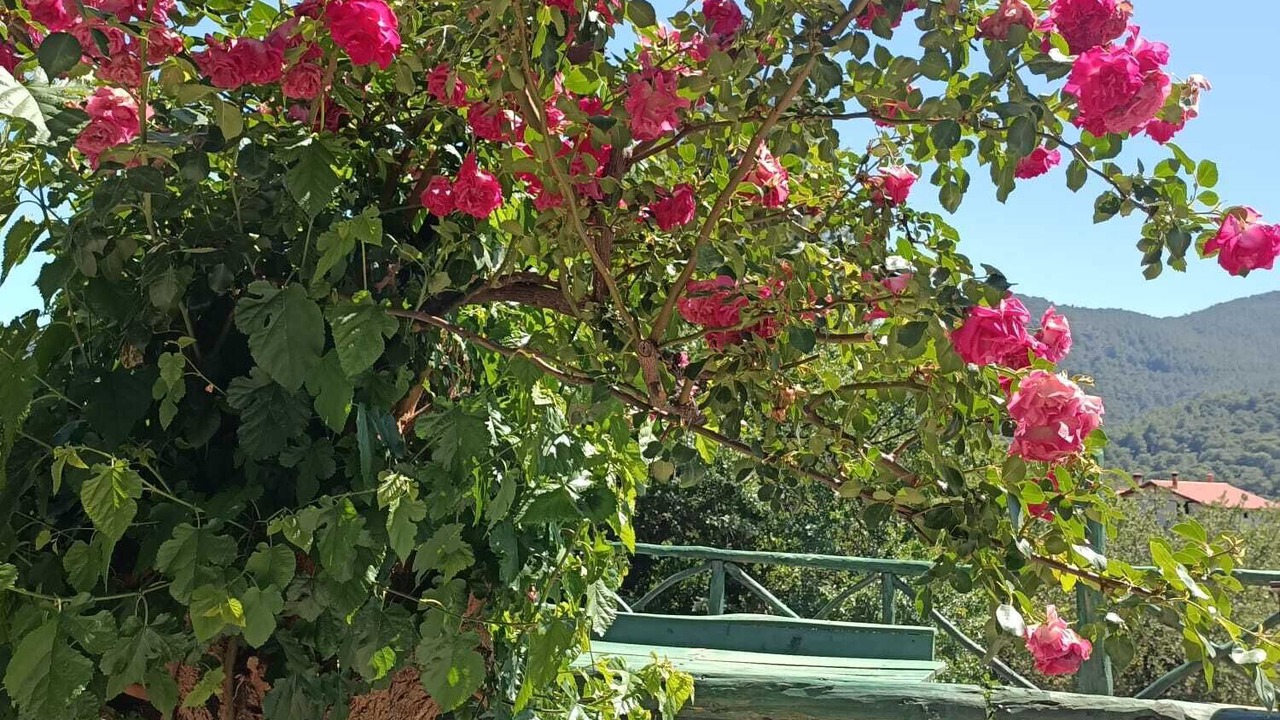 Photo of Outdoor in Ortaca