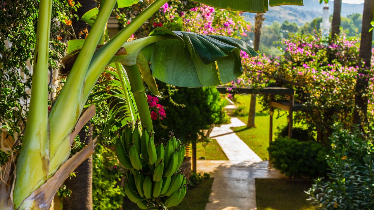Photo of Patio Balcony in Patara