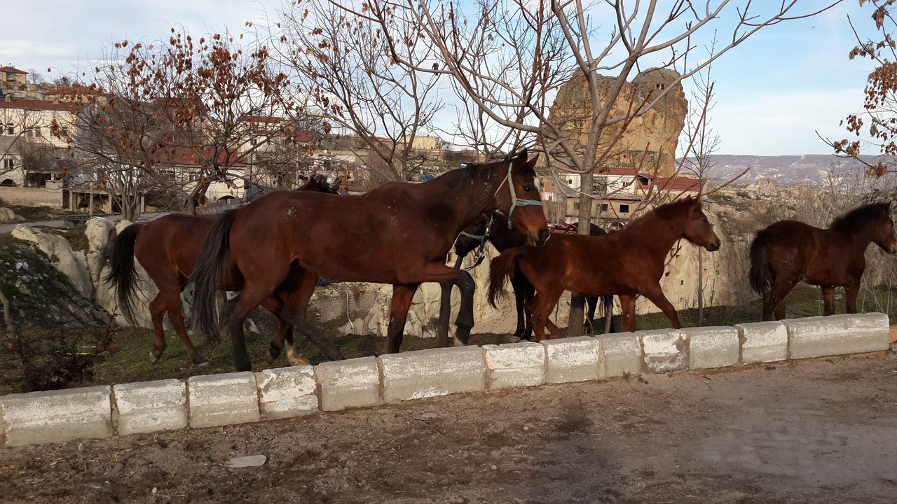 Photo of Others in Ortahisar