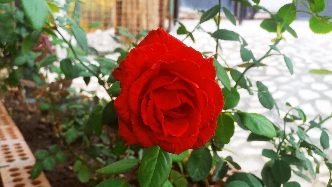 Photo of Outdoor in Faralya