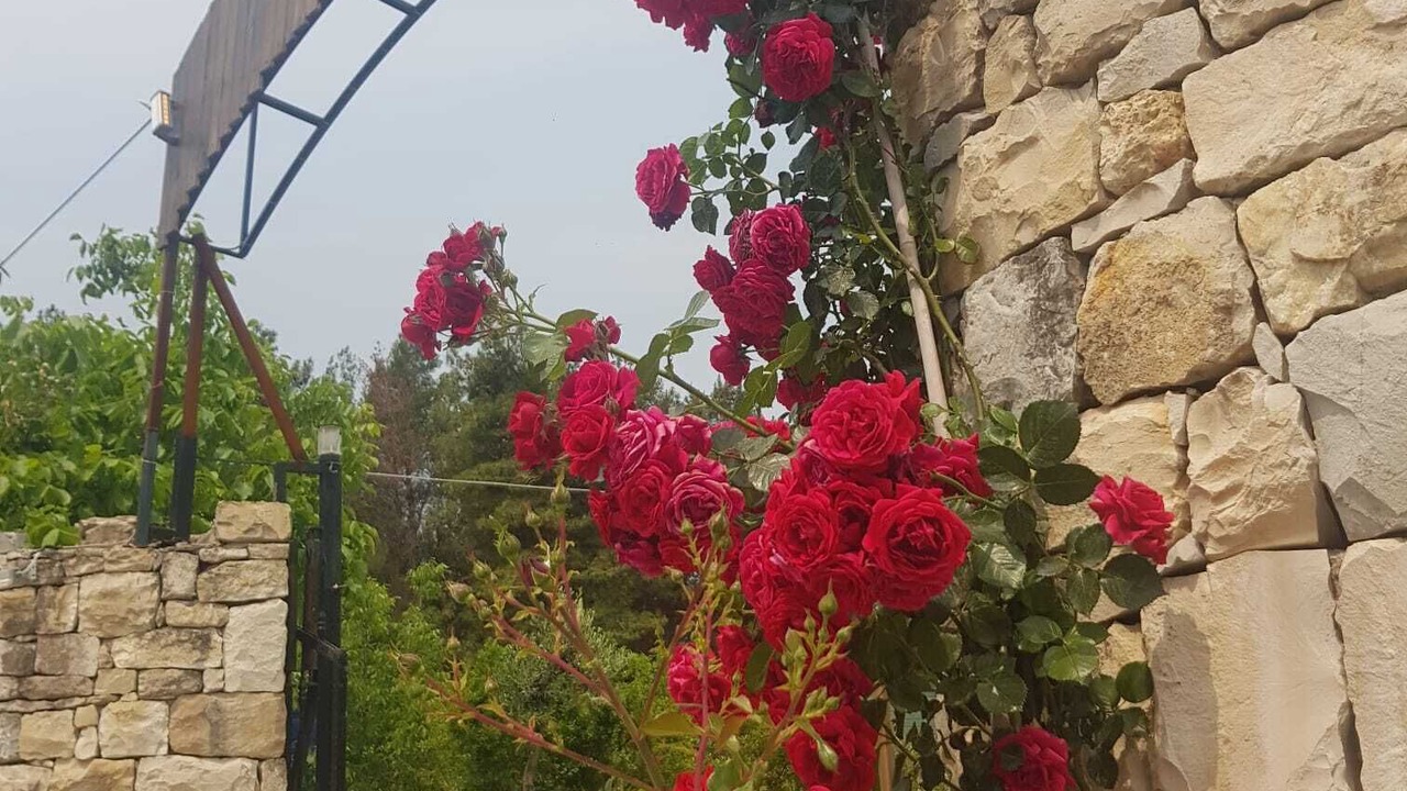 Photo of Outdoor in Urla