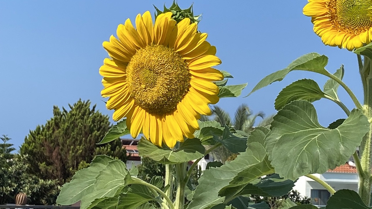 Photo of Outdoor in Oludeniz City Center