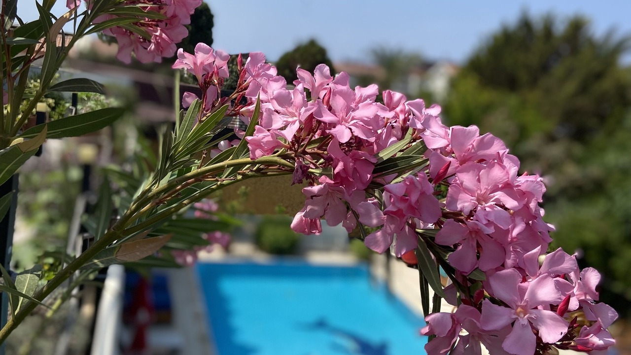 Photo of Outdoor in Oludeniz City Center
