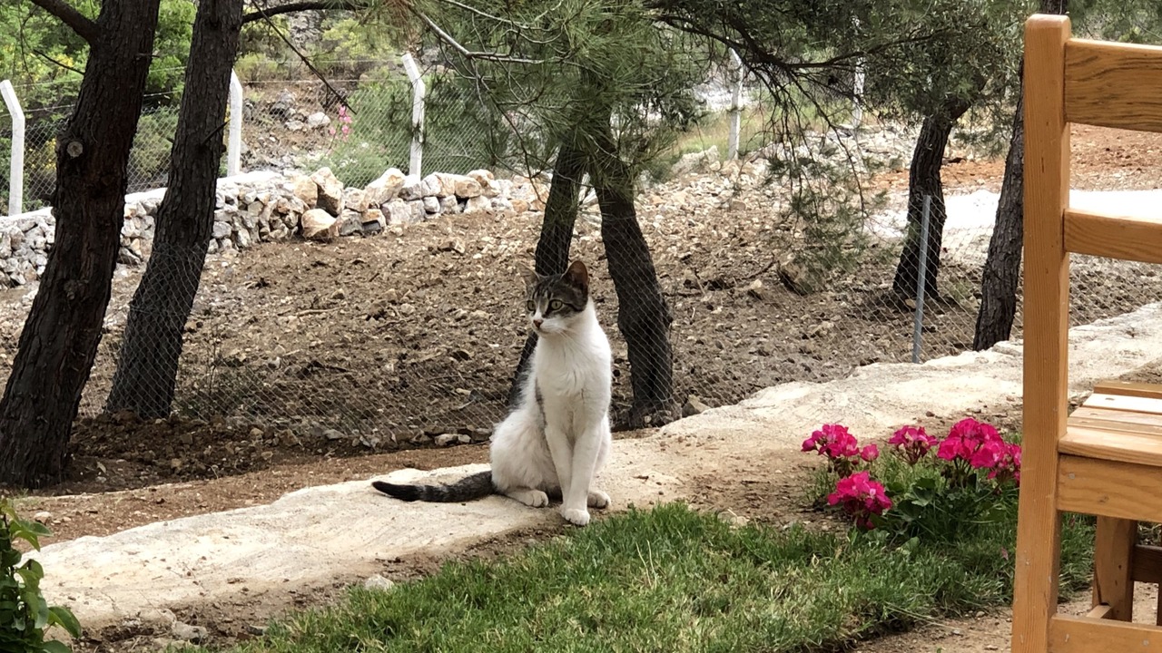 Photo of Outdoor in Datca