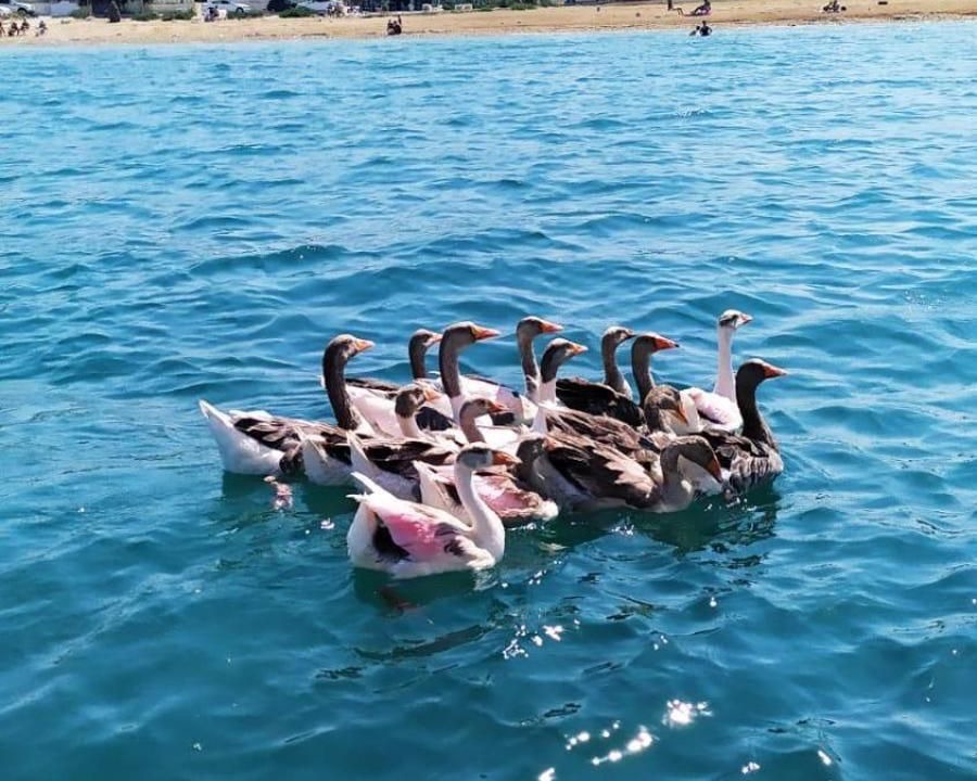 Photo of Others in Cesme