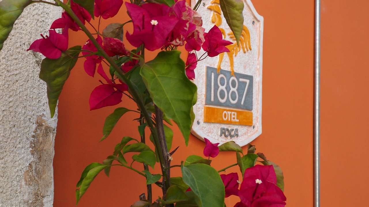 Photo of Outdoor in Foca