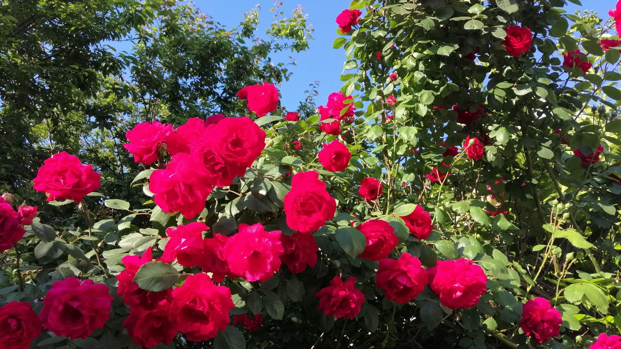 Photo of Outdoor in Bergama