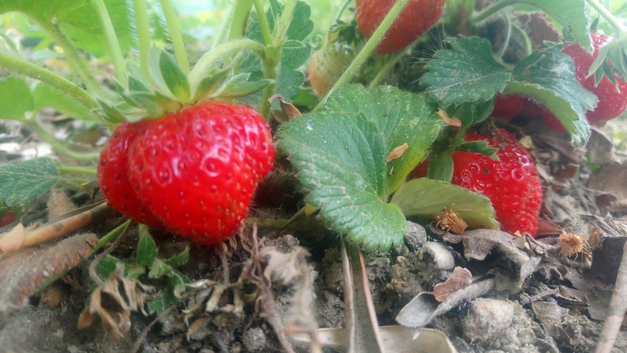 Photo of Outdoor in Eceabat