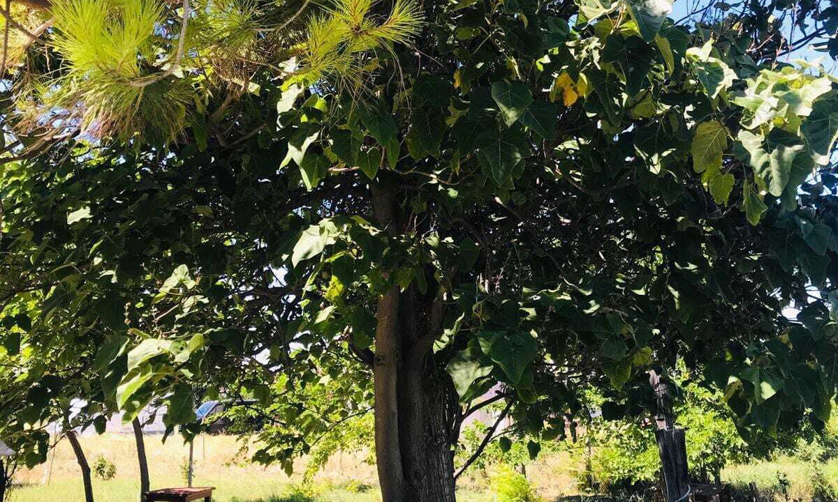 Photo of Outdoor in Eceabat