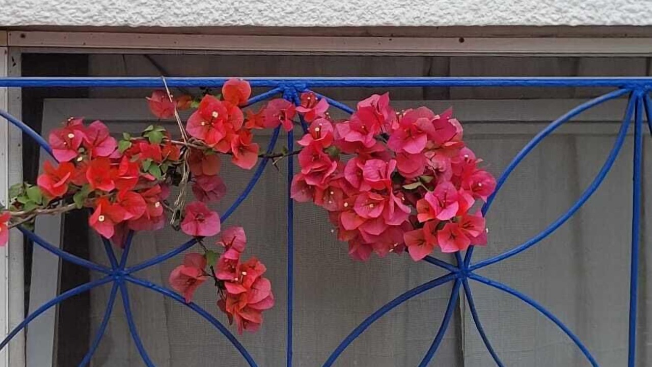 Photo of Outdoor in Ayvalik City Center