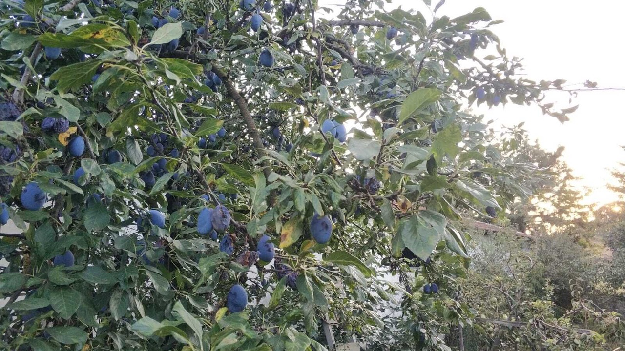 Photo of Outdoor in Pınarhisar