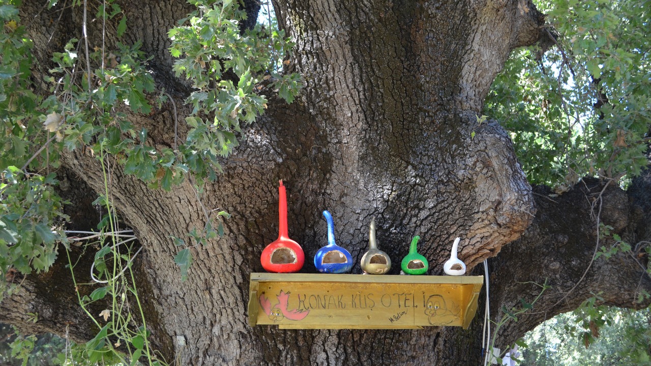 Photo of Outdoor in Oren Mahallesi