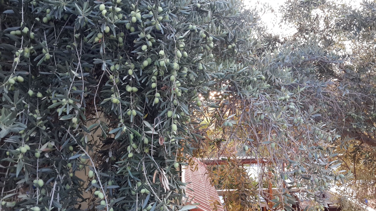 Photo of Others in Patara