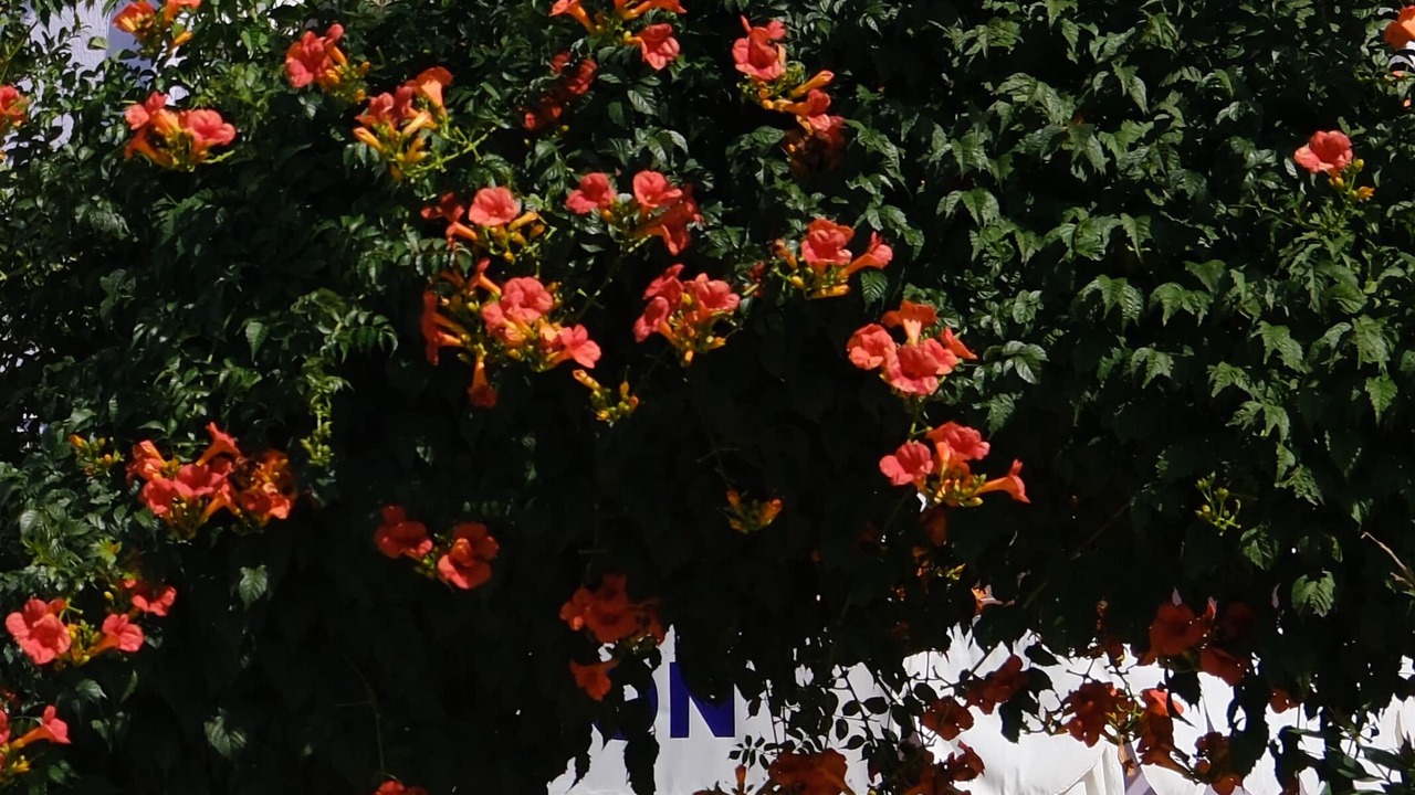 Photo of Outdoor in Yenibademli