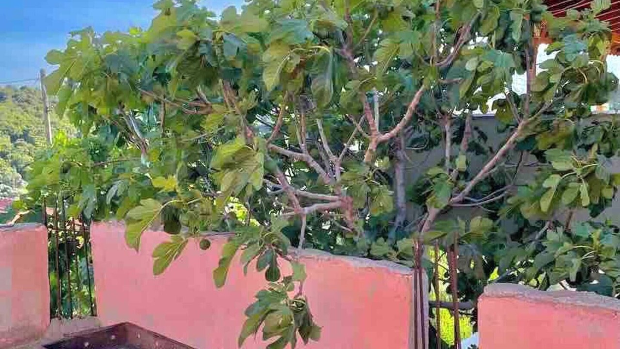 Photo of Patio Balcony in Gokceada