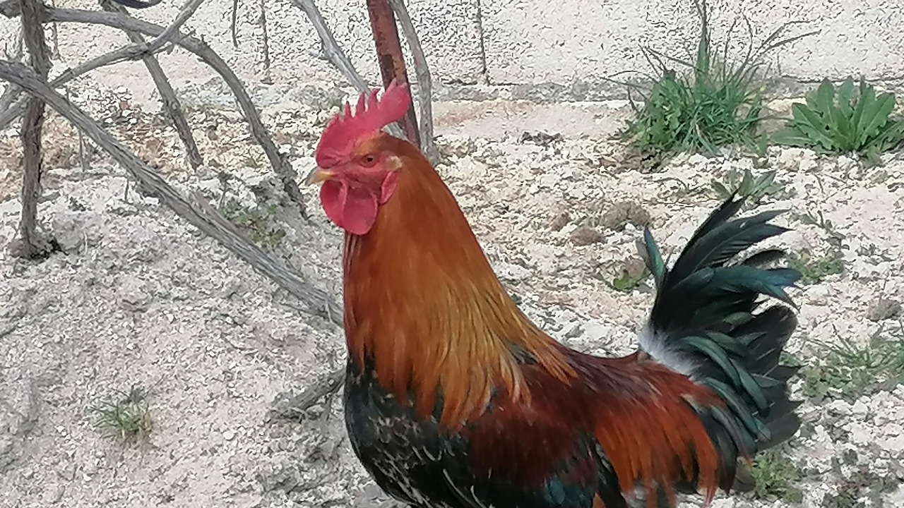 Photo of Others in Ortahisar