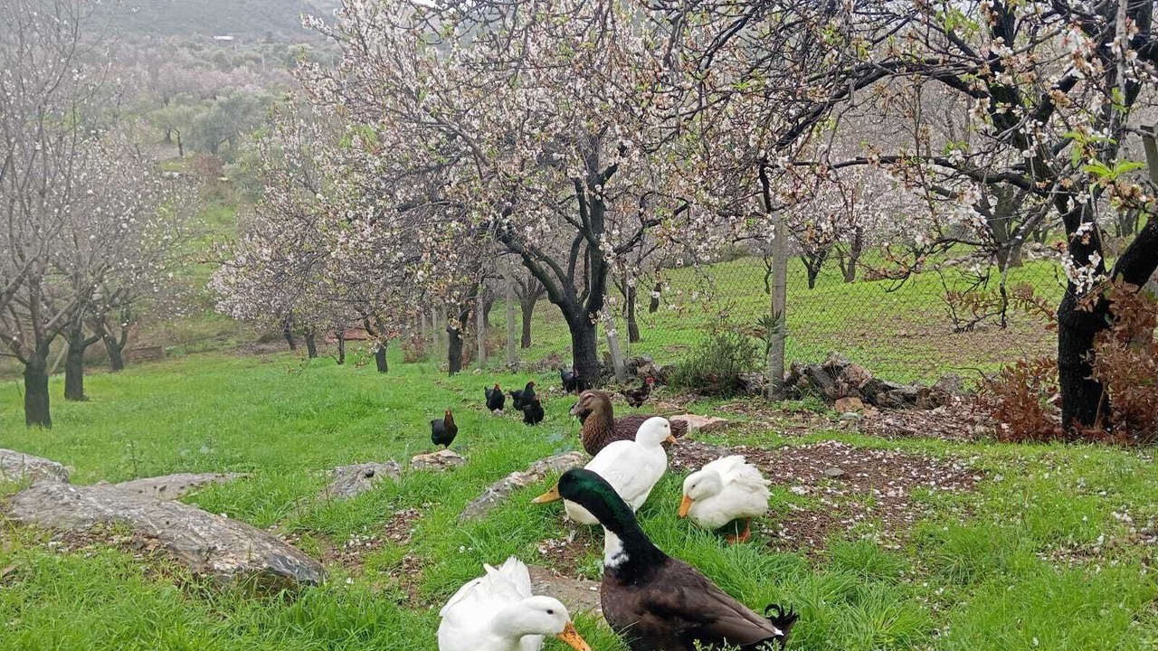 Photo of Outdoor in Datca