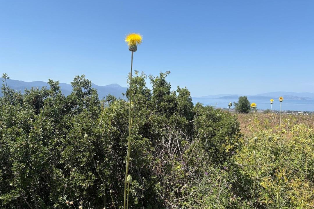 Photo of Others in Kadıkalesi Mh.
