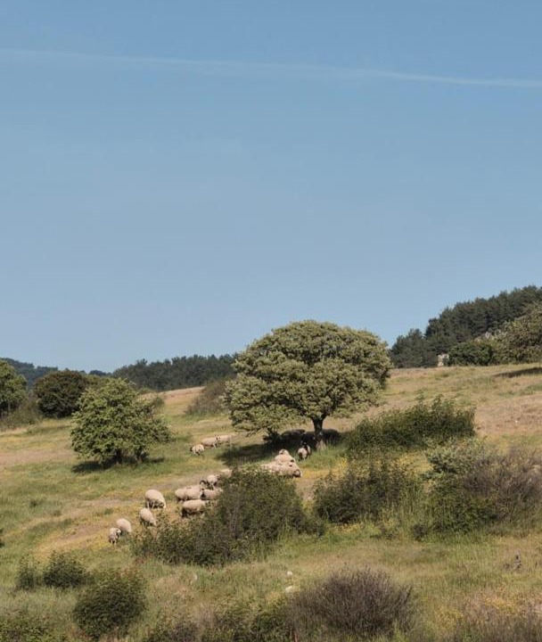 Photo of Others in Ayvacik