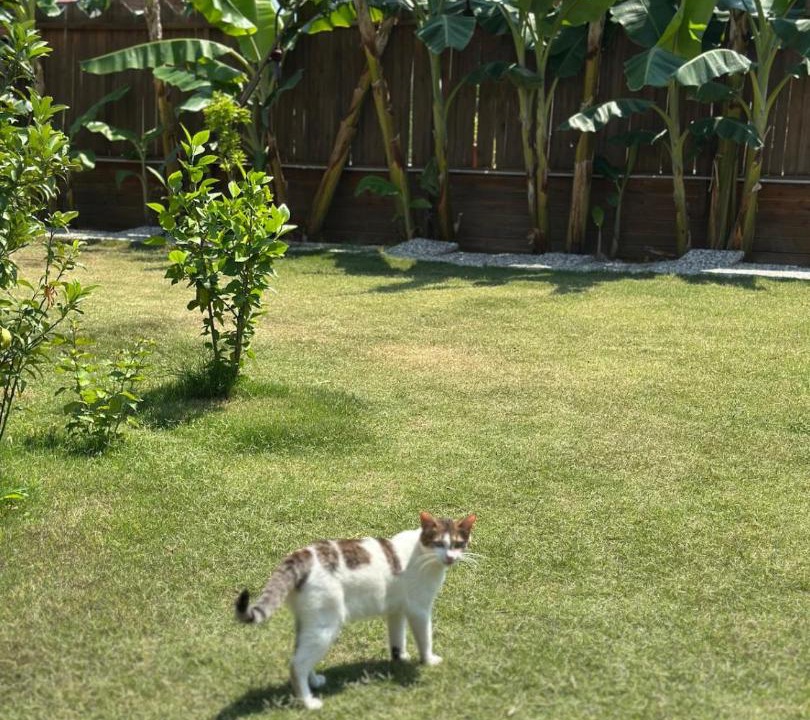 Photo of Others in Yaniklar