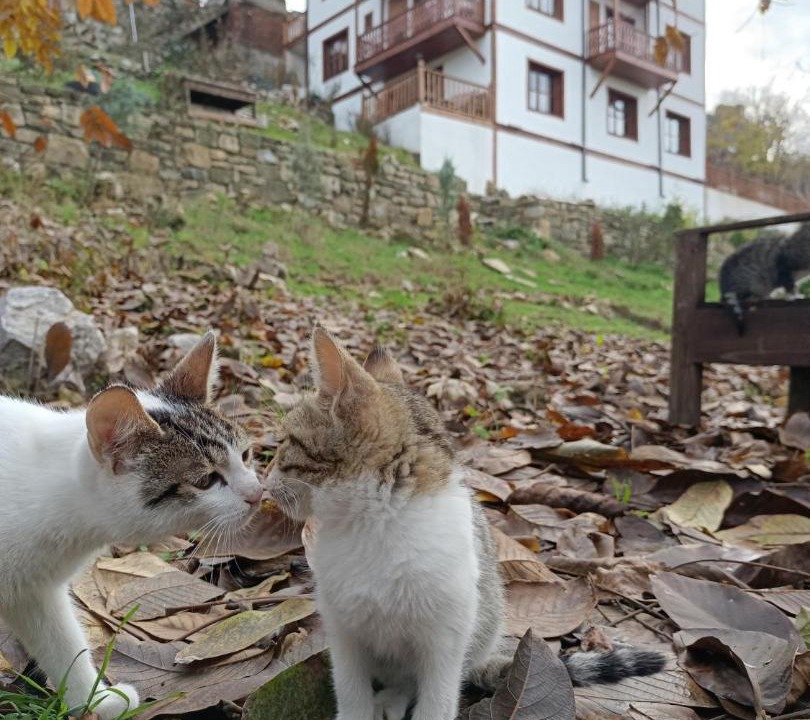 Photo of Others in Safranbolu City Center
