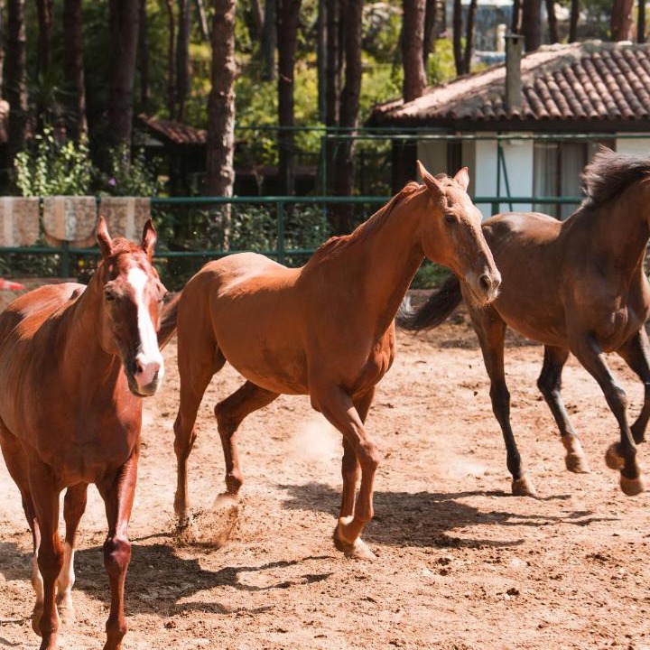Photo of Others in Belek Golf Area