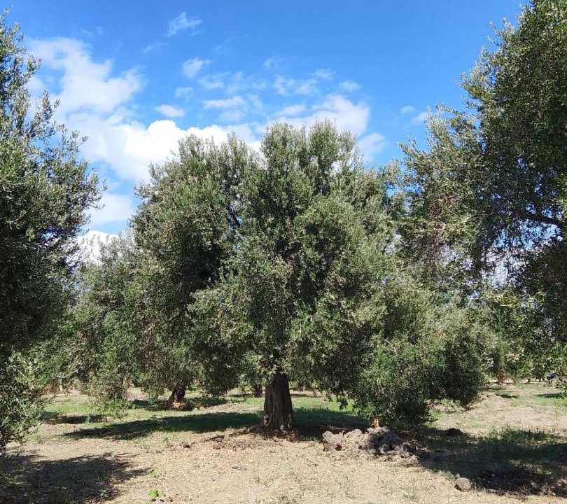 Photo of Outdoor in Burhaniye