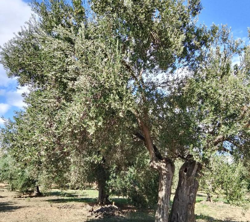 Photo of Outdoor in Burhaniye