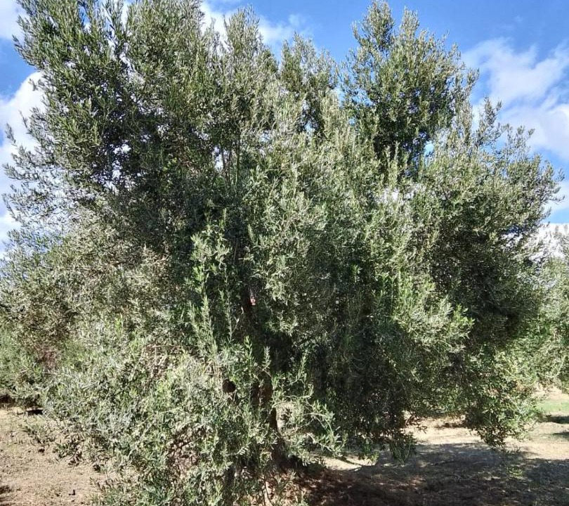 Photo of Outdoor in Burhaniye
