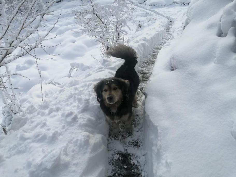 Photo of Others in Ayder