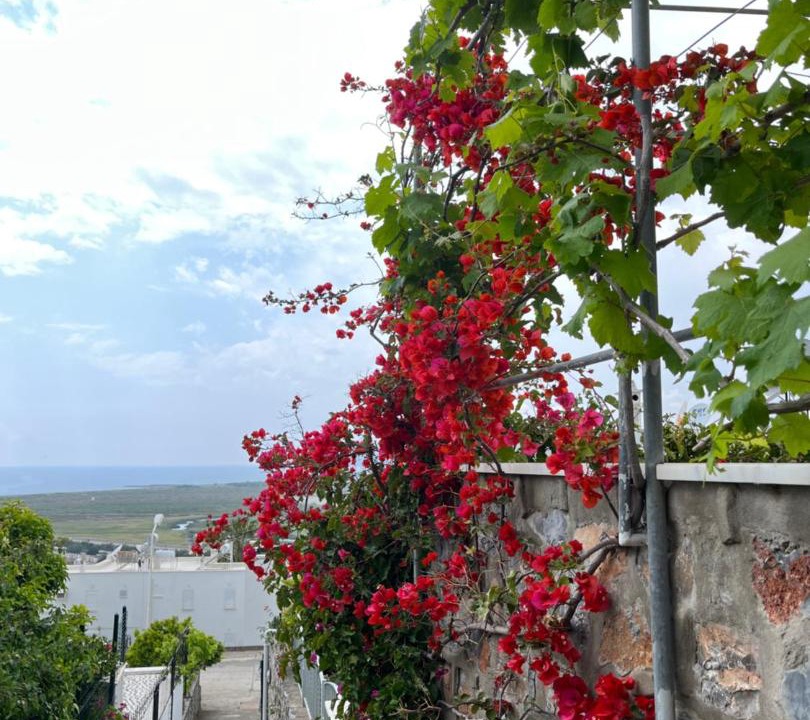 Photo of Others in Dalaman