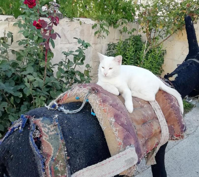 Photo of Others in Mustafapasa
