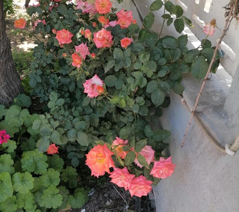 Photo of Patio Balcony in Aliaga