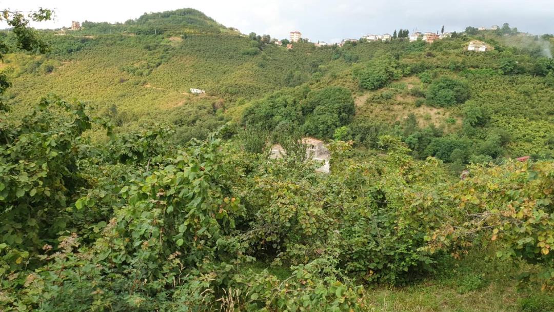 Photo of Others in Trabzon