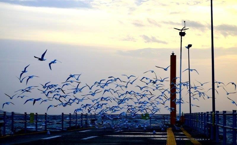 Photo of Others in Marmara