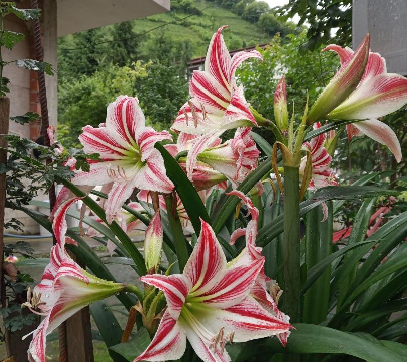 Photo of Patio Balcony in Ayder