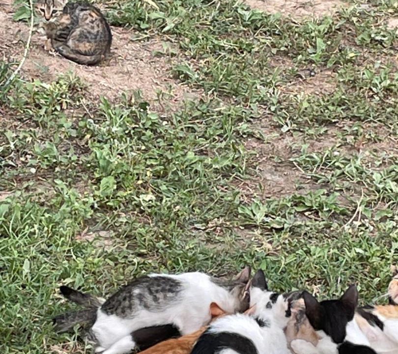 Photo of Others in Bademli