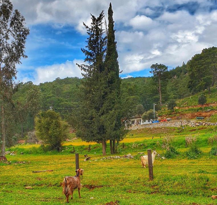 Photo of Others in Dalaman