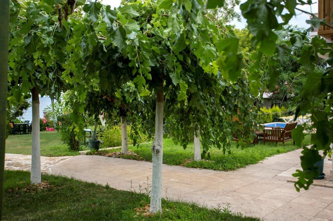 Photo of Others in Ayvacik