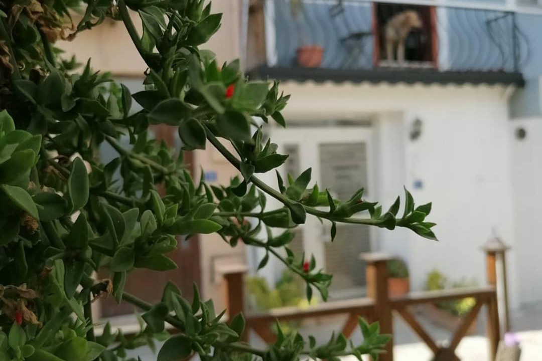 Photo of Others in Mudanya